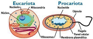comparación entre célula eucariota y procariota comparación entre célula eucariota y procariota